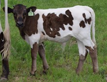 Nightshade 25 Bull