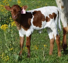 Tinker 24 Heifer