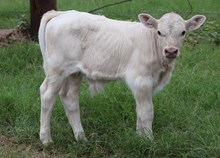 Playdate 24 bull