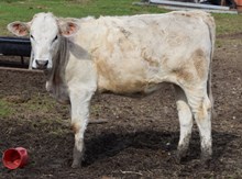 BETSY 24 Heifer