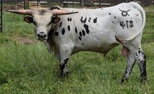 OL MAYAR