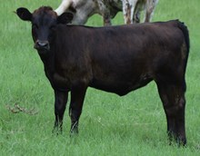 Likely 24 Heifer