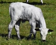 Letup 25 Bull