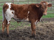 Looker 17 Steer