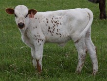 Artemis 25 heifer