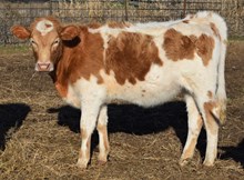 Playful Delight 25 Heifer