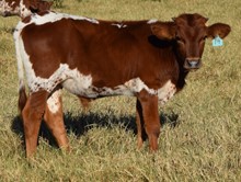 Wild Sugar 21 Steer calf