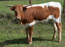 Reflection 22 Heifer