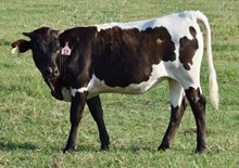 Playmate 20 Heifer