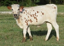 Dancehall Dolly 22 Heifer