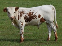 Luna 22 Bull