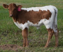Coya 26 Heifer