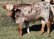 Oversweet 20 Steer