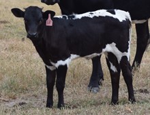 Choice 21 Heifer