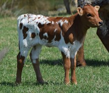 Aclima 26 Heifer