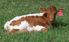 Coya 26 Heifer