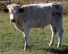 Grace 20 Steer