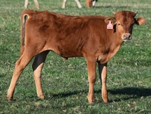 Alura 25 Heifer