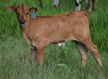 Clear Queen 21 bull