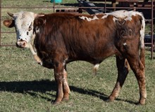 Alura 20 Steer