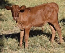 Tango 21 steer