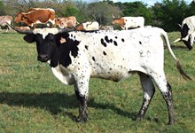 OL COYANOSA