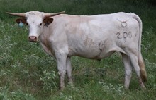 R&P 20 Steer