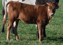 Americano 25 Heifer