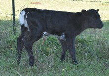 Playful Delight 26 Heifer