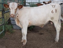 Likely 18 Steer