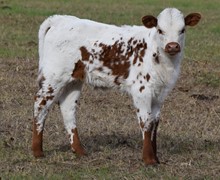 Luna 22 Bull