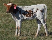 Flairup 26 Heifer