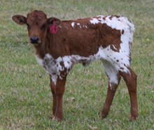 Senadu 26 Heifer