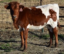 Outlawed Ruby 20 Heifer