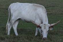 Tibby 20 Heifer