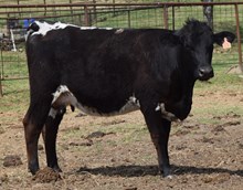 Playful Delight 24 Heifer