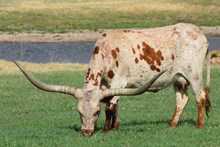 LC AMAZING SWEET TATER