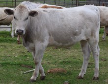 Katalina 25 heifer