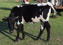 Plaything21 steer