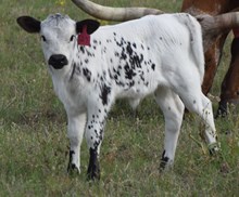 Poppy 26 Heifer