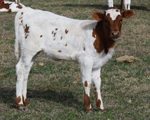 Miss Gala 25 Heifer