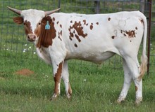 Katy 20 Steer