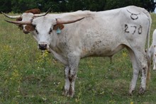 Tango 20 Steer
