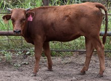 Kallos 19 Heifer