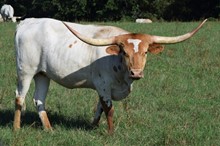 Bushwacker's Tinker HCL