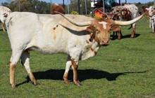 Bushwacker's Tinker HCL