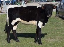 Nuhigh 21 Heifer