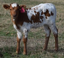 Rura 26 Heifer