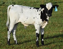 Jewel 20 Bull Calf