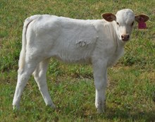 Oplay 26 heifer
